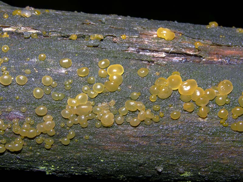 Eccoli i funghi.......